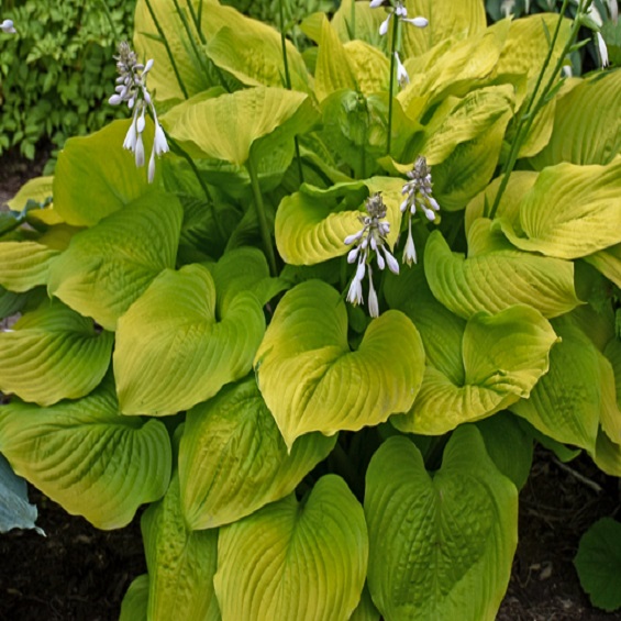 Age of Gold Hosta